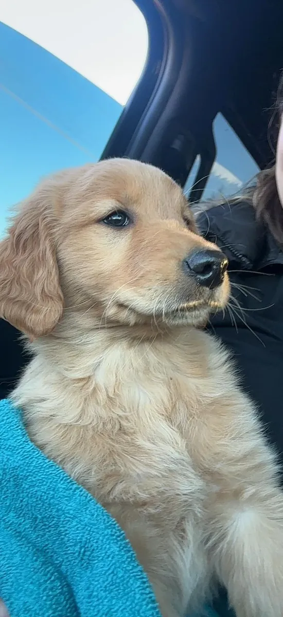 not free and not urgent either