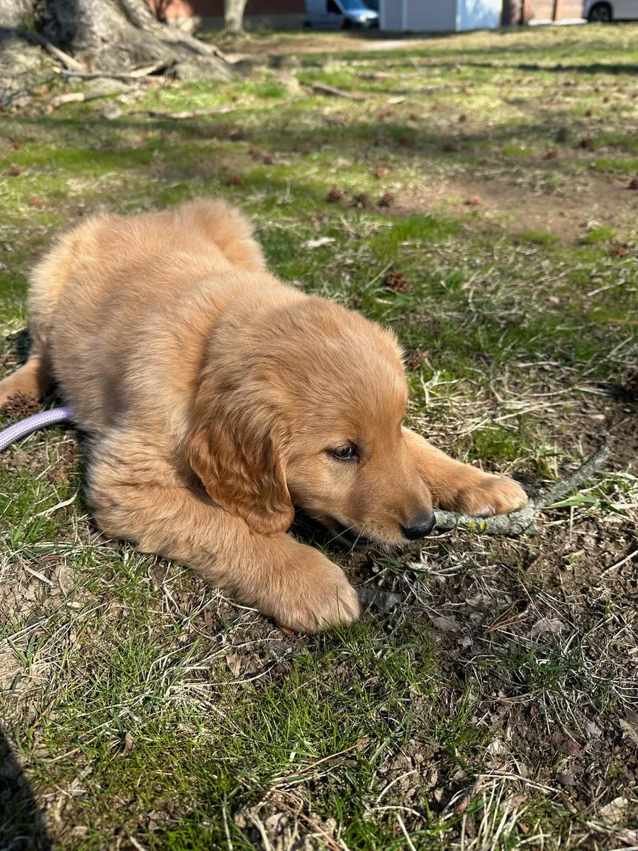 not free and not urgent either