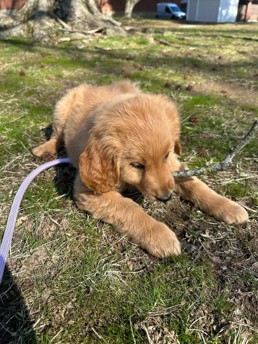 not free and not urgent either