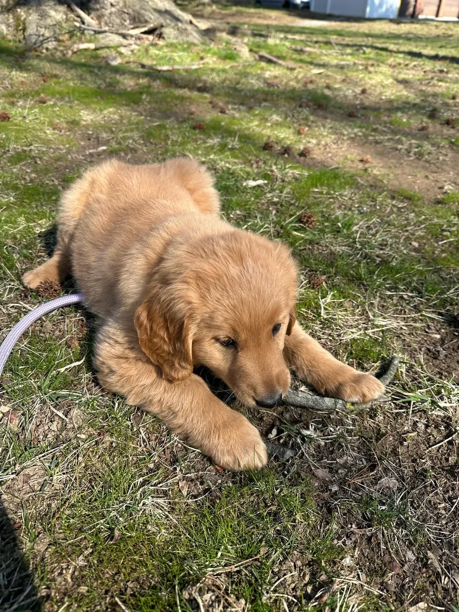 not free and not urgent either