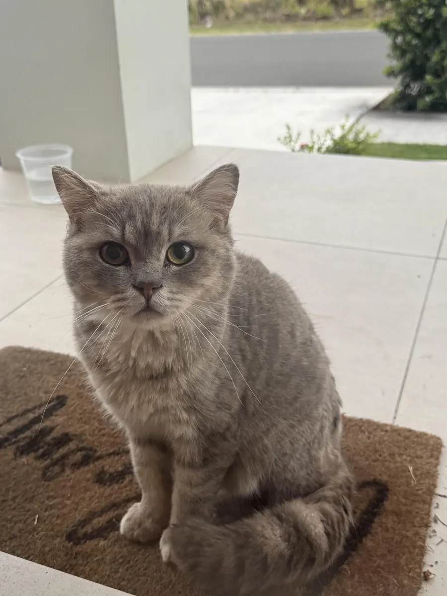 quiet cat wrong timing