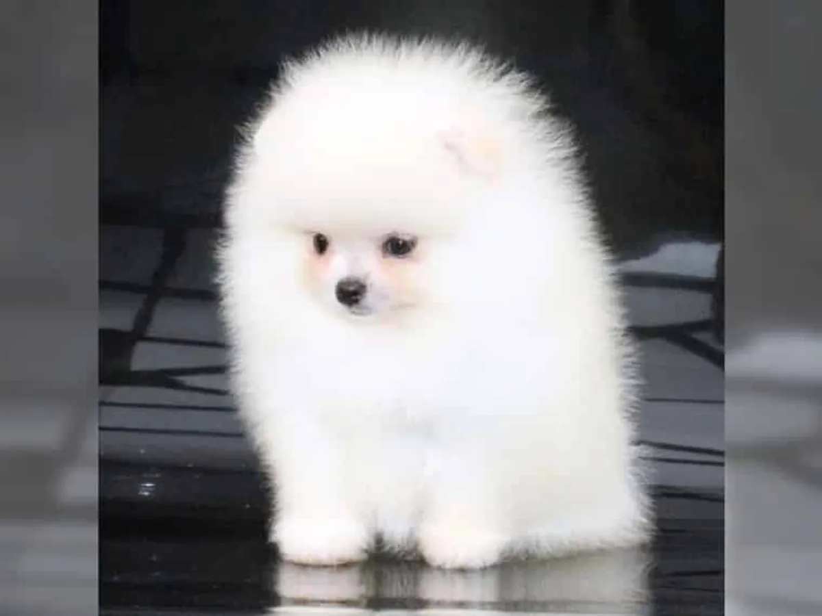 Sevimli Pomeranian yavruları