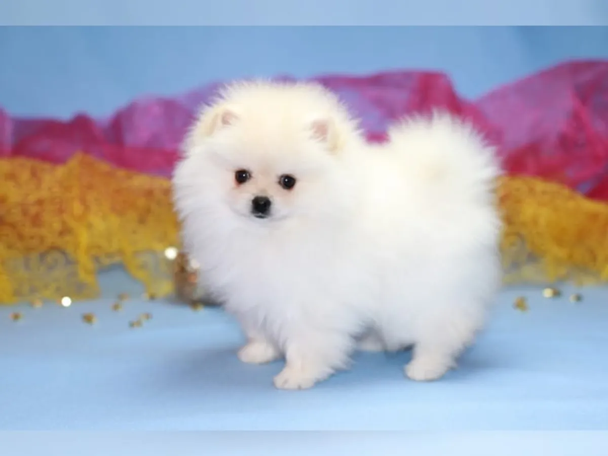 Tatli Pomeranian yavruları