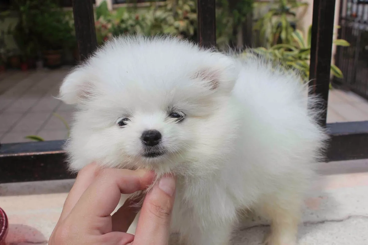 Cachorros Pomerania saludables y juguetones