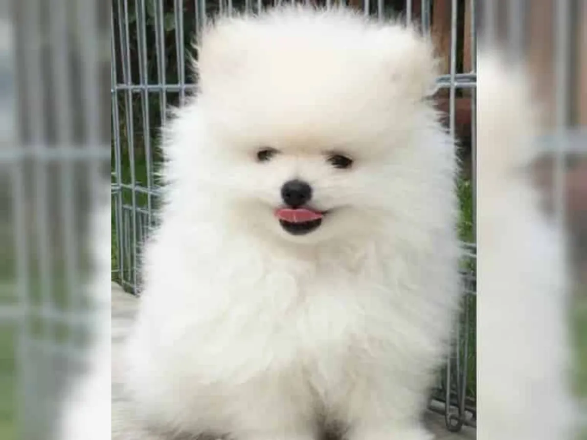 Maravillosos cachorros Pomerania enérgicos