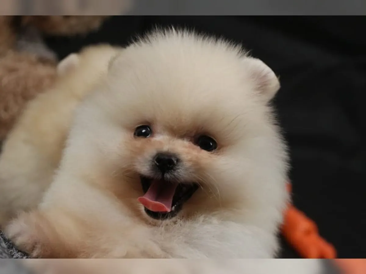 Maravillosos cachorros Pomerania enérgicos