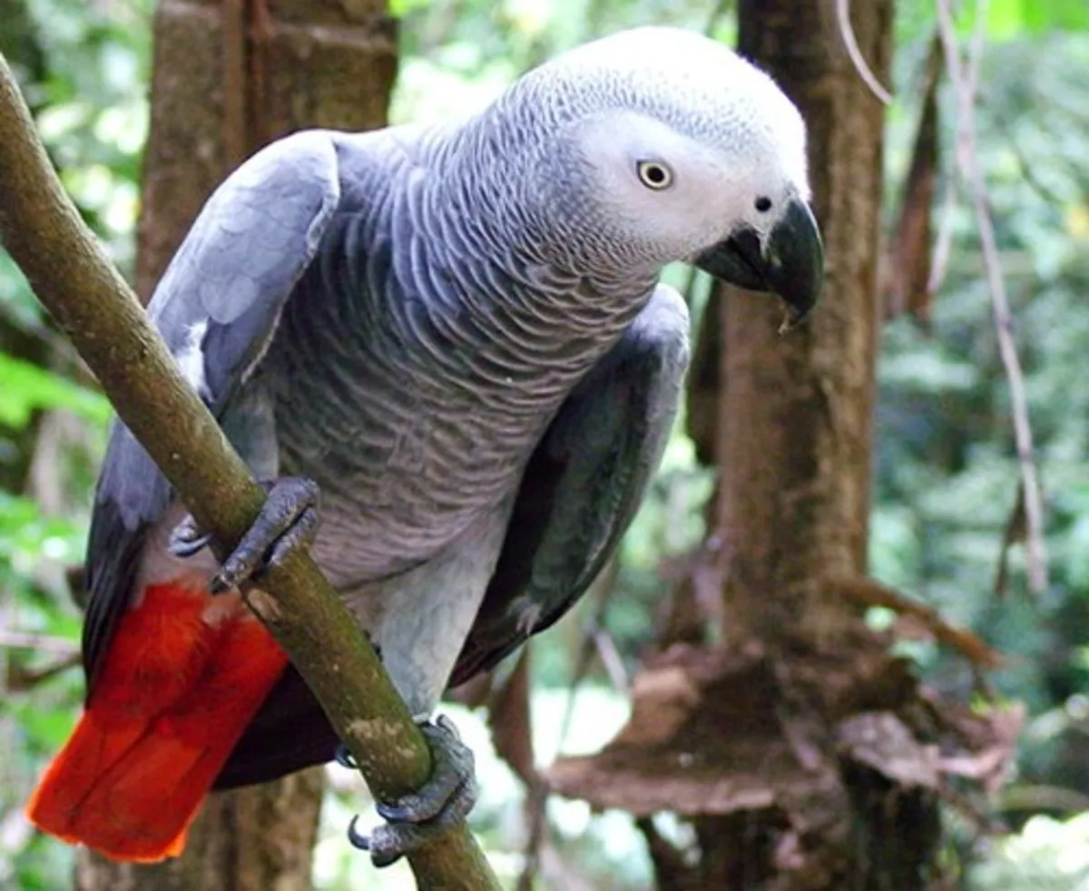 Perroquets gris d'Afrique attrayants et surprenants