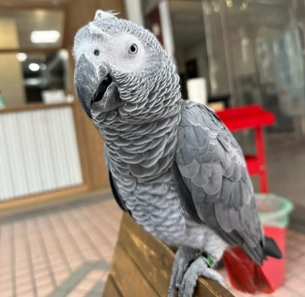 Superbes perroquets gris africains affectueux et amusants