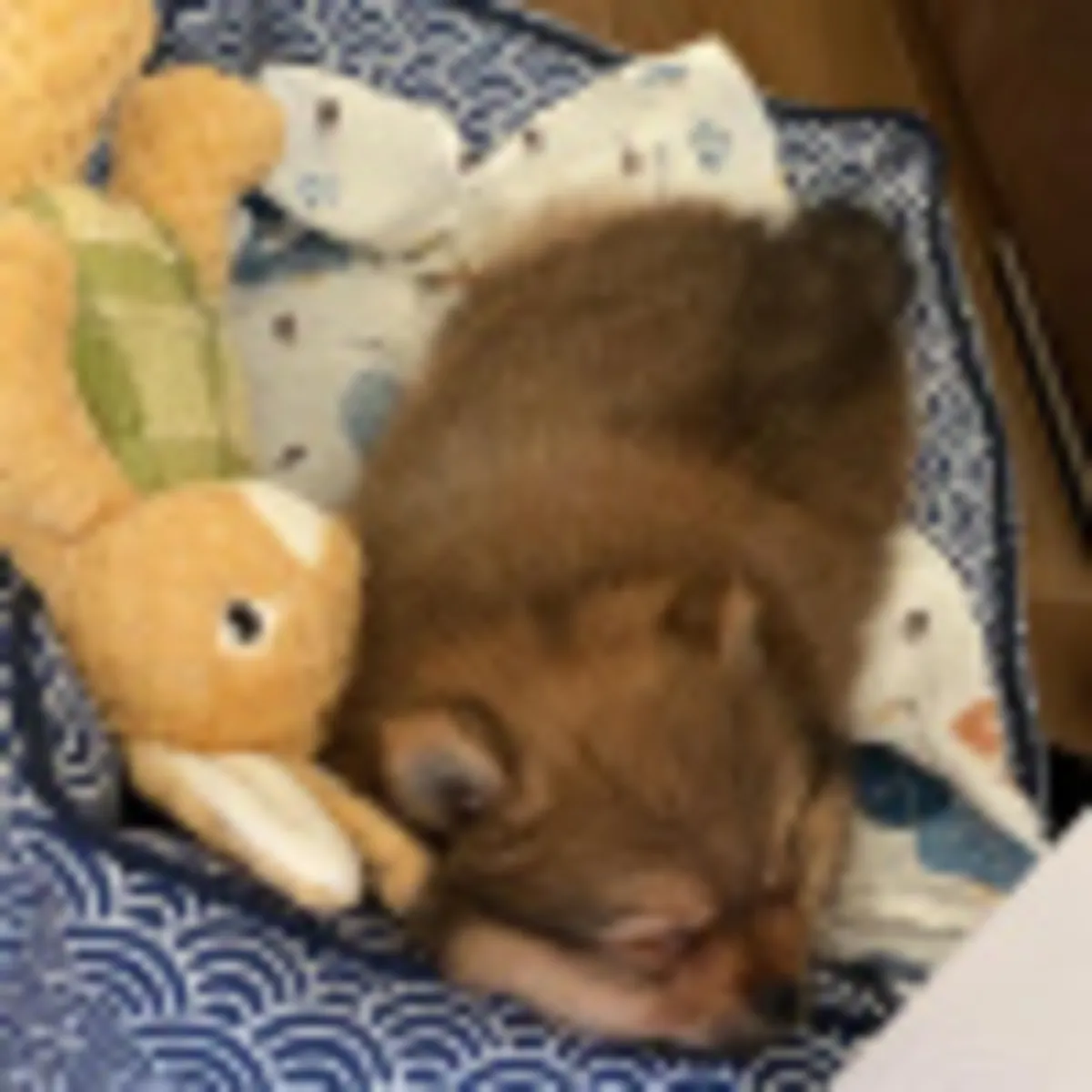 Healthy and adorable Pomeranian puppy