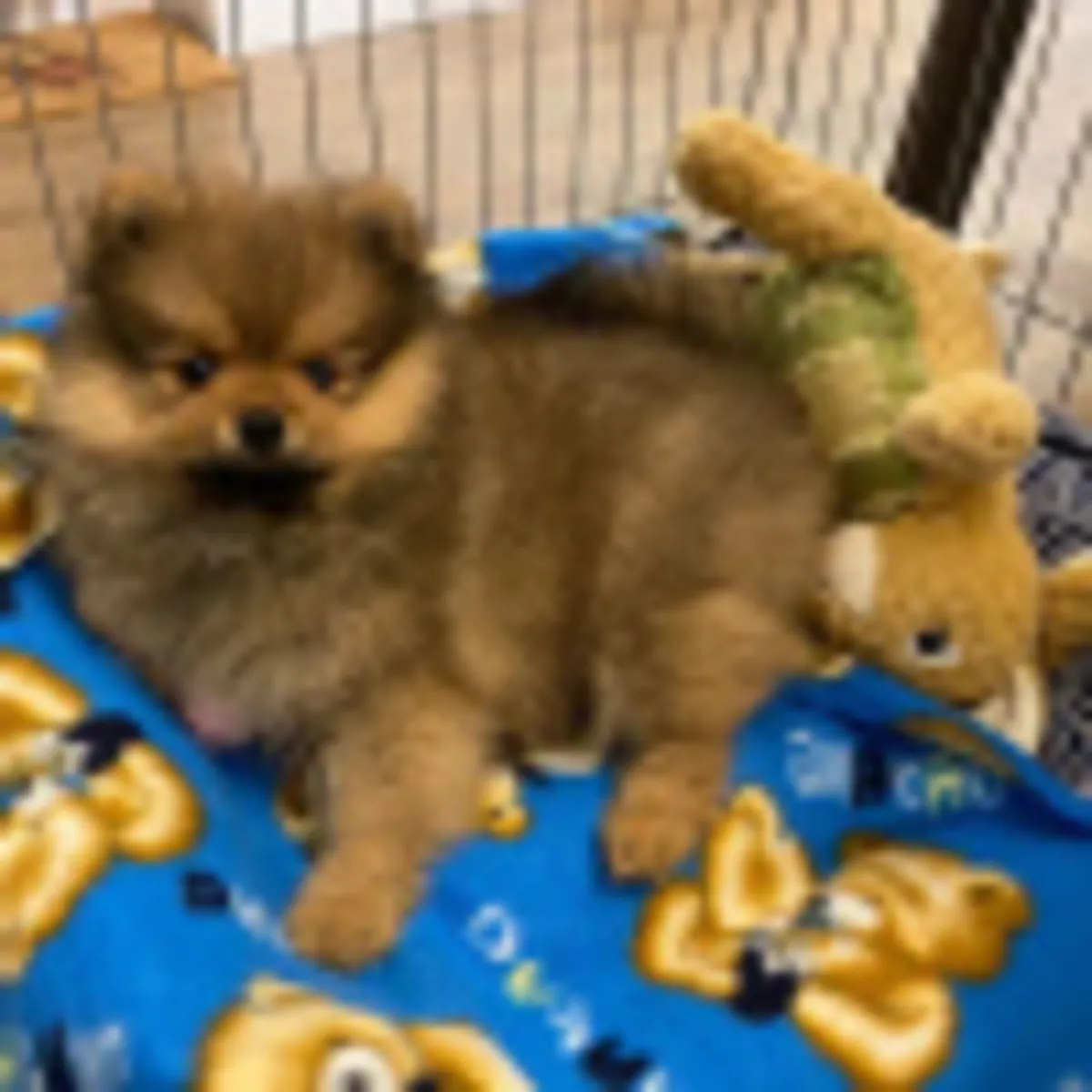 Healthy and adorable Pomeranian puppy