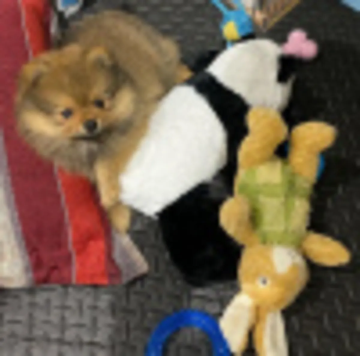 Healthy and adorable Pomeranian puppy