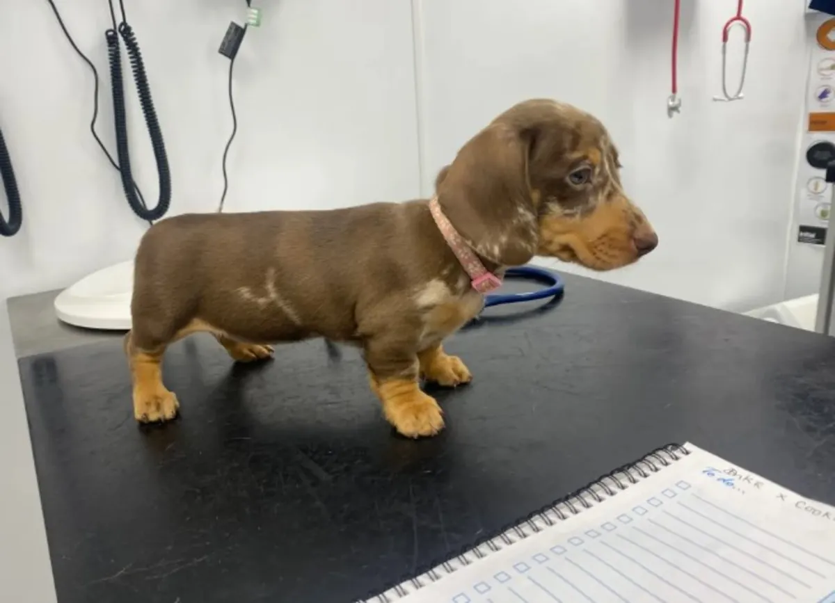 Healthy and adorable Dachshund puppy