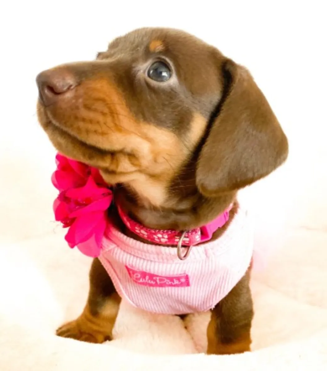 Healthy and adorable Dachshund puppy