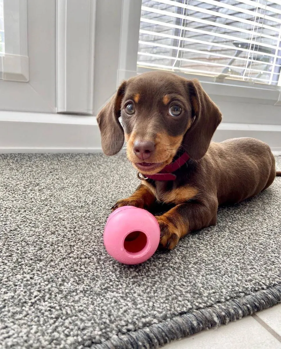 Healthy and adorable Dachshund puppy