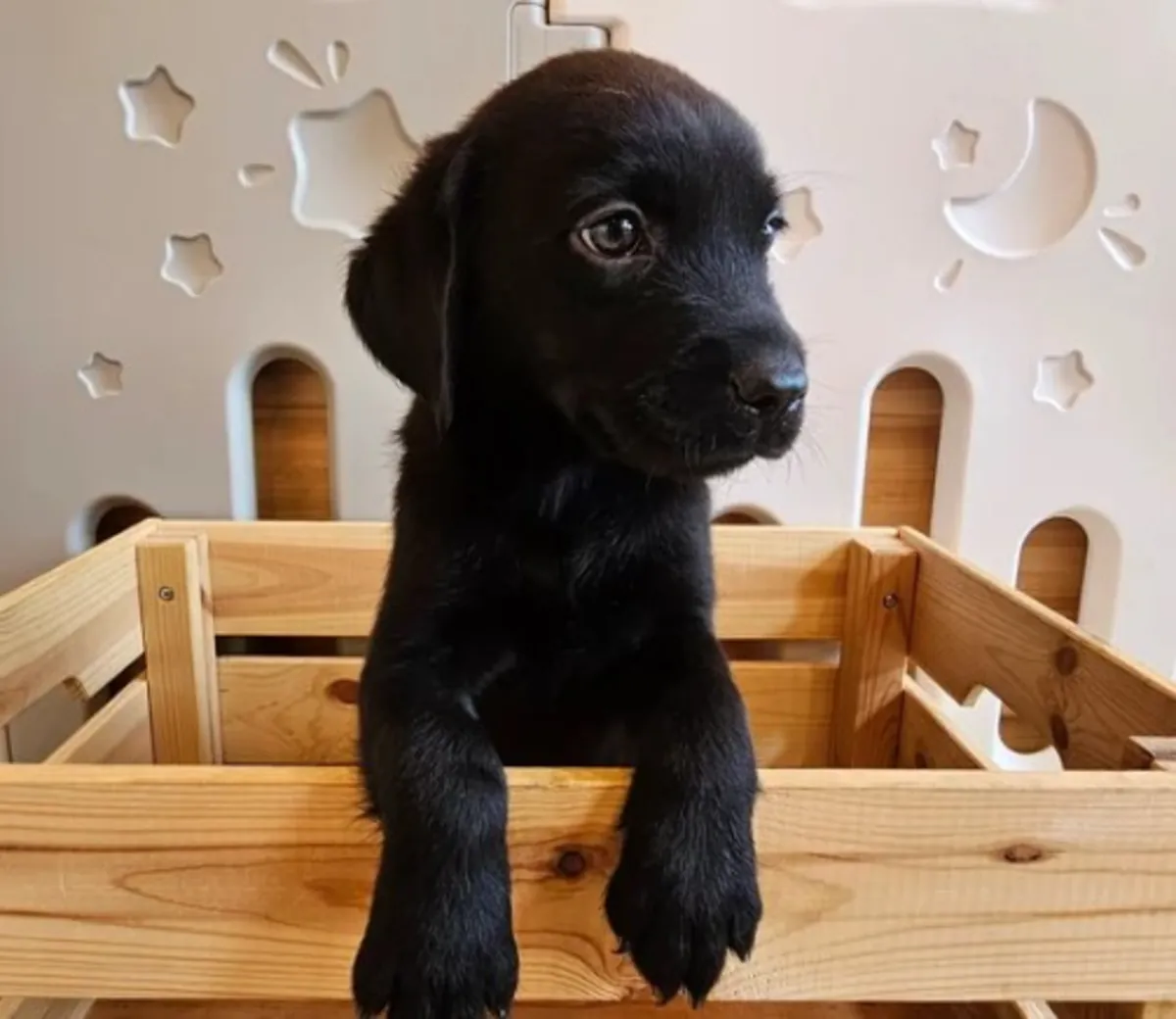 Chiot Labrador Retriever