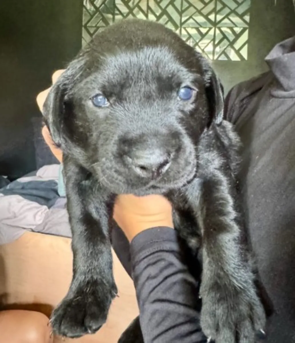 Chiot Labrador Retriever