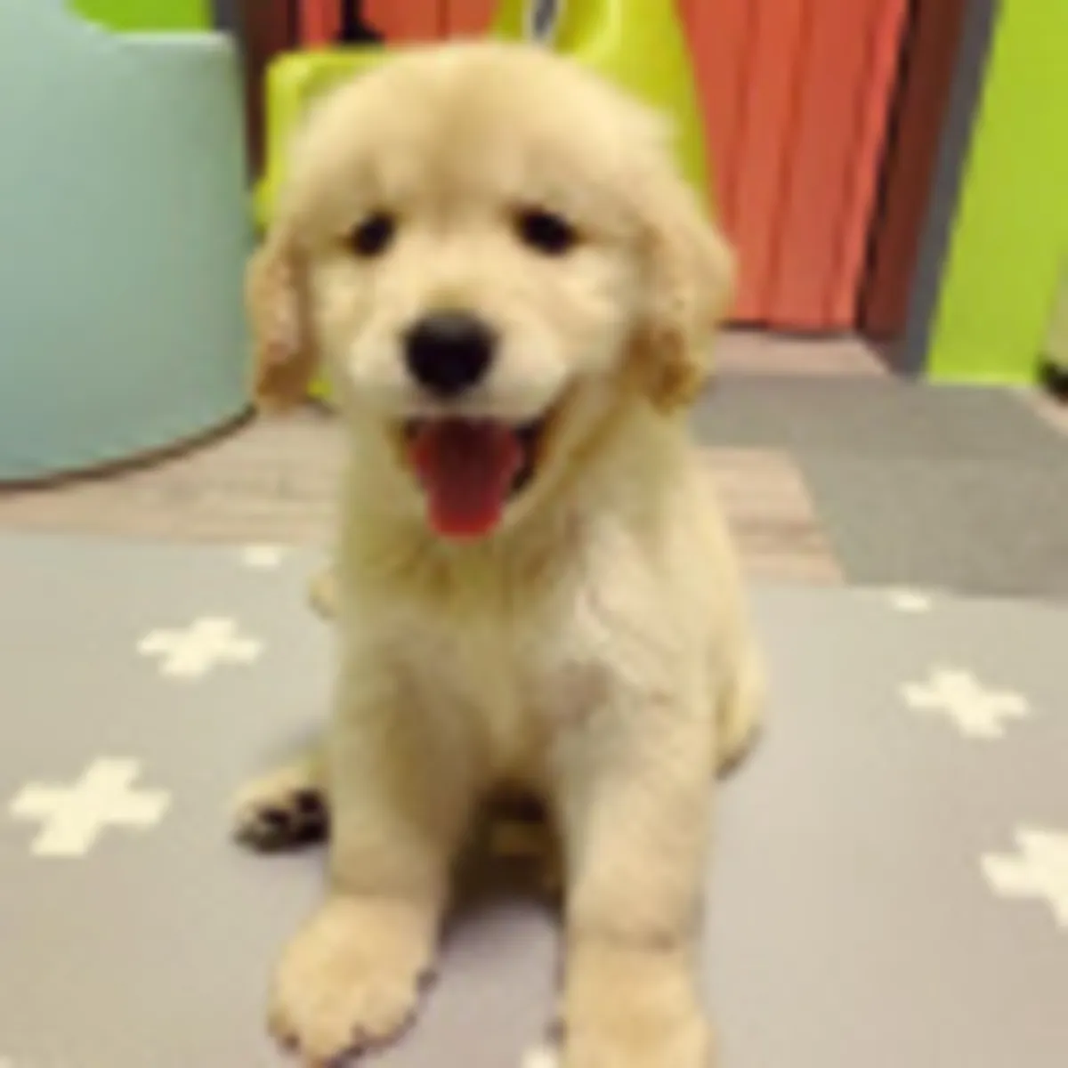 Chiot Labrador Retriever