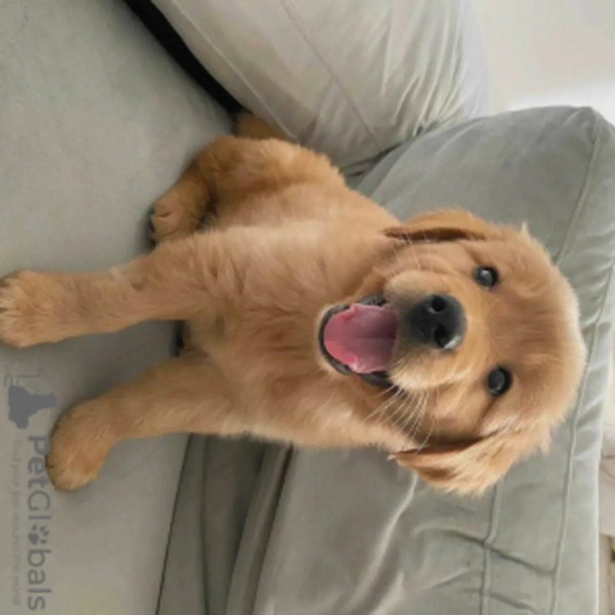 Chiot Labrador Retriever