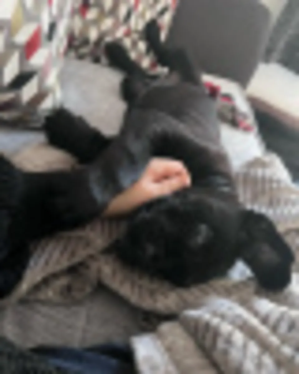 Cane Corso puppy