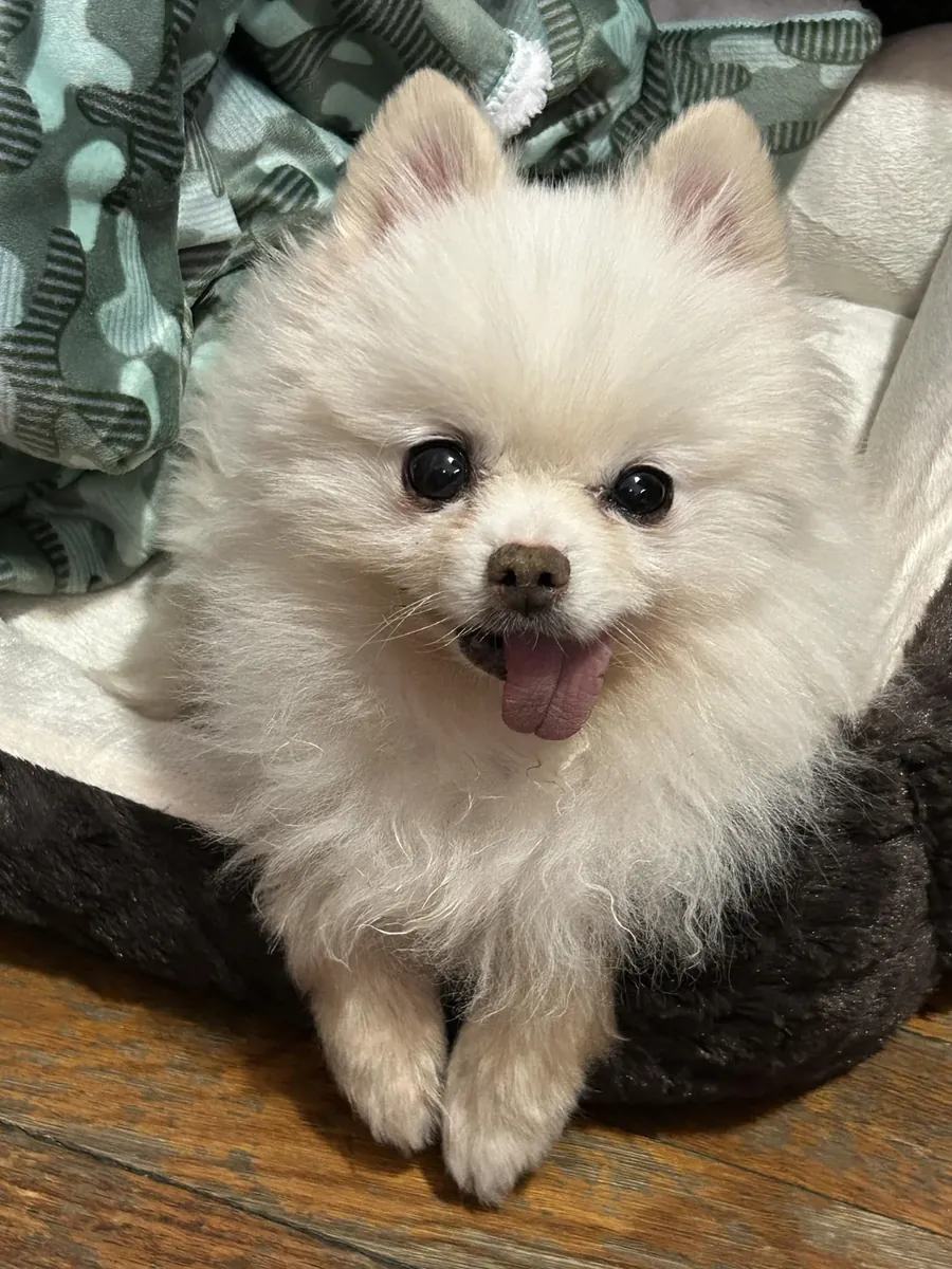 Pomerania was not what I thought