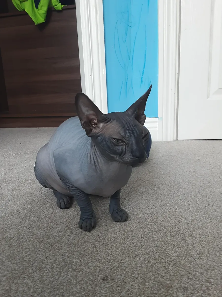 Sphynx cat too attached to me