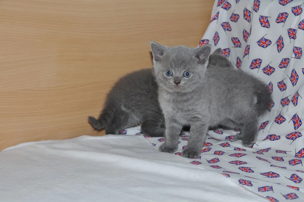 Котята британской короткошерстной породы ищут новый дом во Франции.