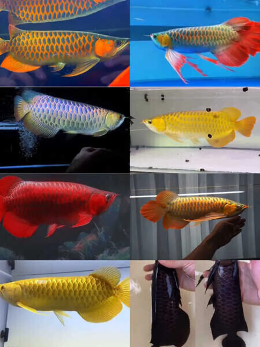 En İyi Kalite Süper Kırmızı Arowana ve Diğerleri Satılık