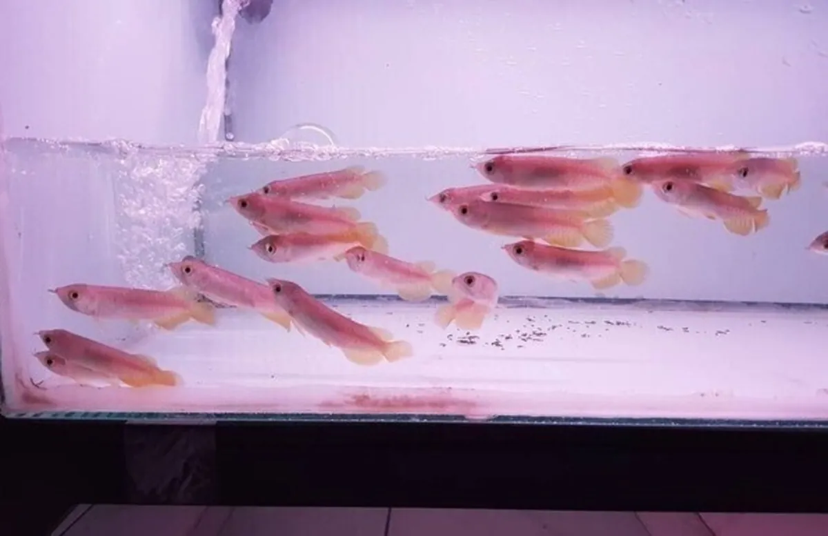 En İyi Kalite Süper Kırmızı Arowana ve Diğerleri Satılık