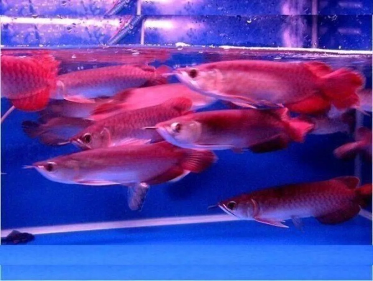 En İyi Kalite Süper Kırmızı Arowana ve Diğerleri Satılık