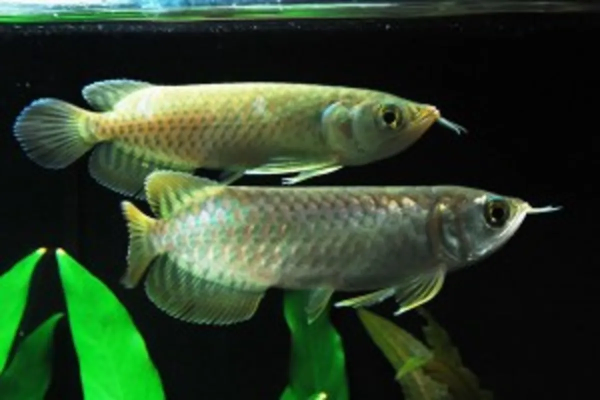 En İyi Kalite Süper Kırmızı Arowana ve Diğerleri Satılık