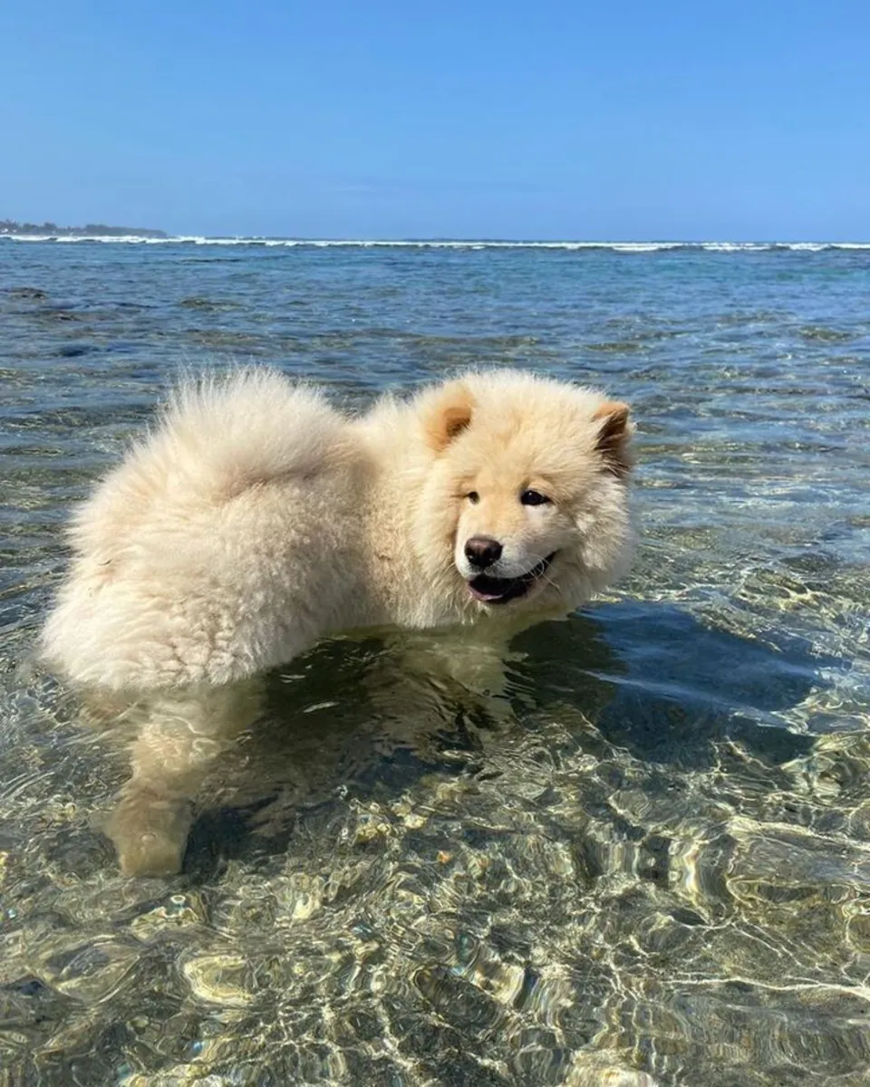 松狮犬可供繁殖