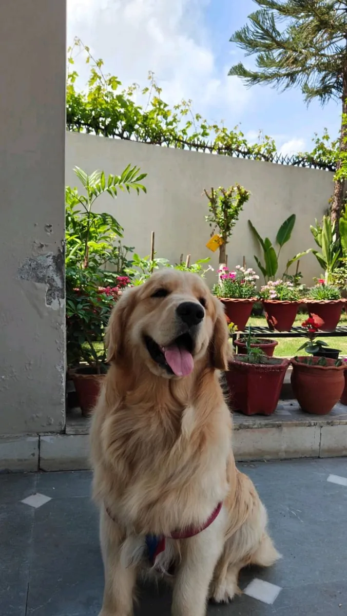 Golden Retriever Available for Breeding