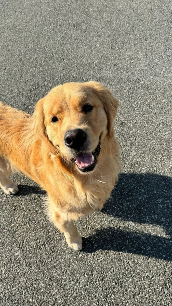 Golden Retriever Available for Breeding
