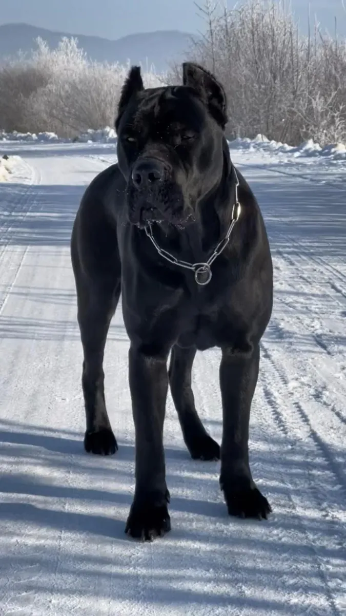 Presa Canario for Sale in the UK