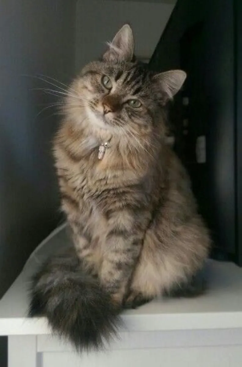 Приют для сибирских кошек | Нежные и верные