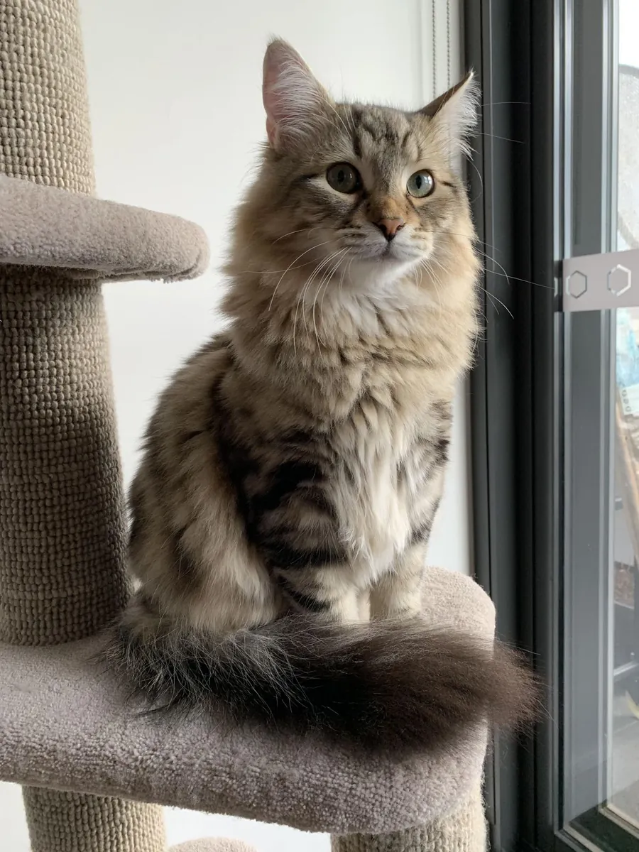 Приют для сибирских кошек | Нежные и верные