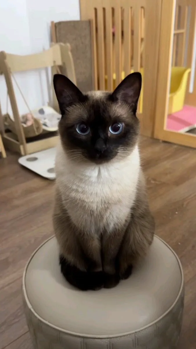 领养一只缅甸猫 | 爱心社交