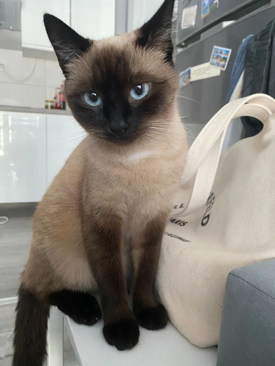 领养一只缅甸猫 | 爱心社交