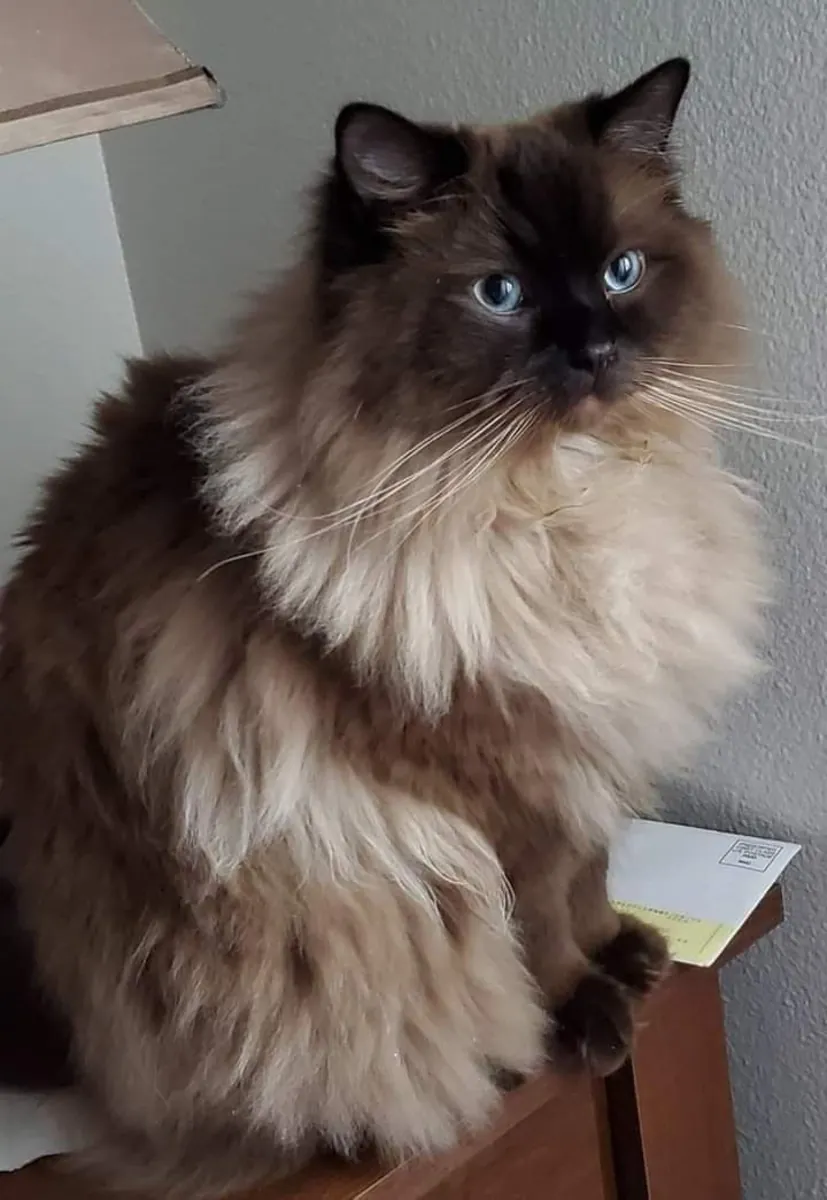 喜马拉雅猫领养 | 性格温顺友善