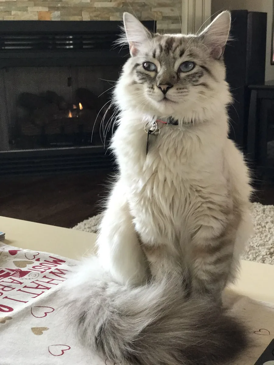 American Wirehair Cat for Adoption | Unique Coat and Friendly Nature