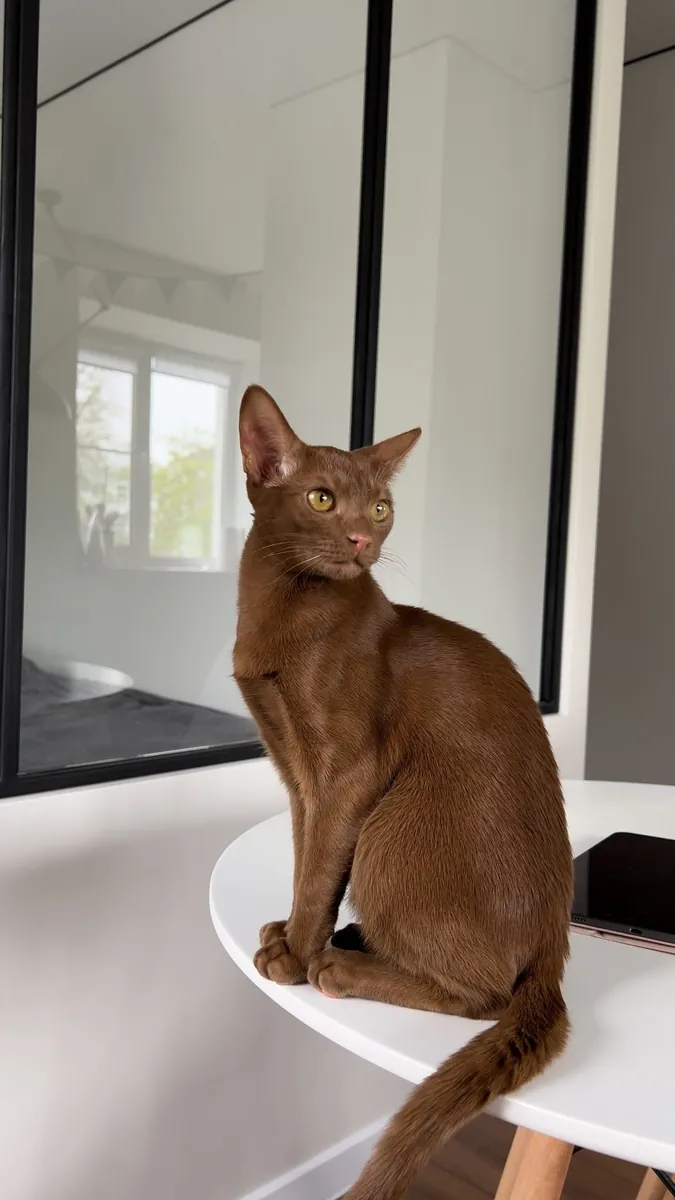 Havana Brown Cat Adoption | Elegant and Loyal Breed