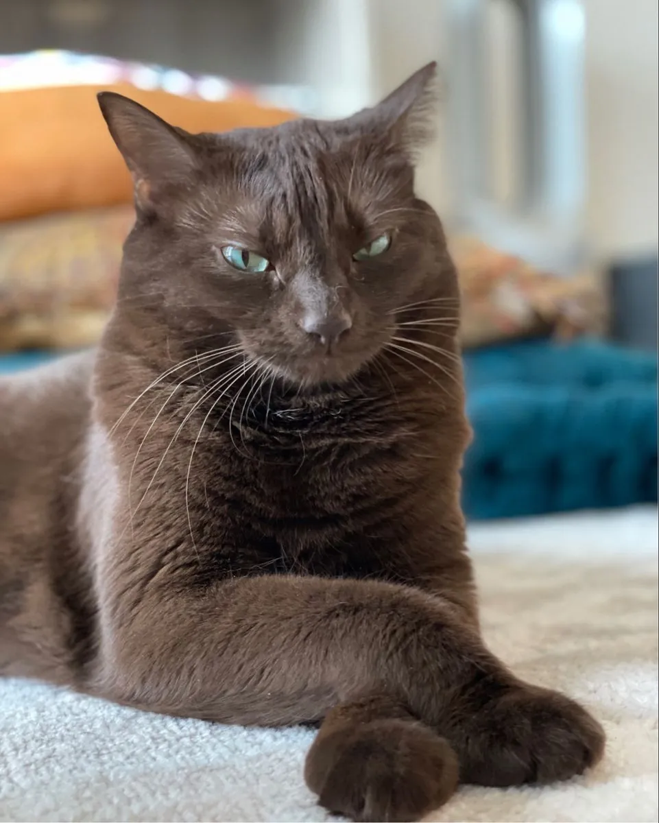 Havana Brown Cat Adoption | Elegant and Loyal Breed