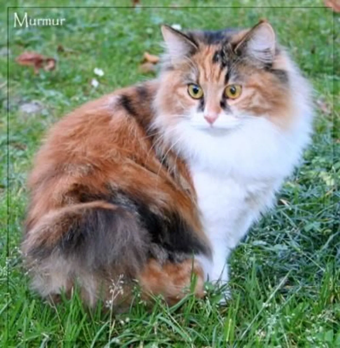 库里尔短尾猫领养 | 活泼聪明的猫