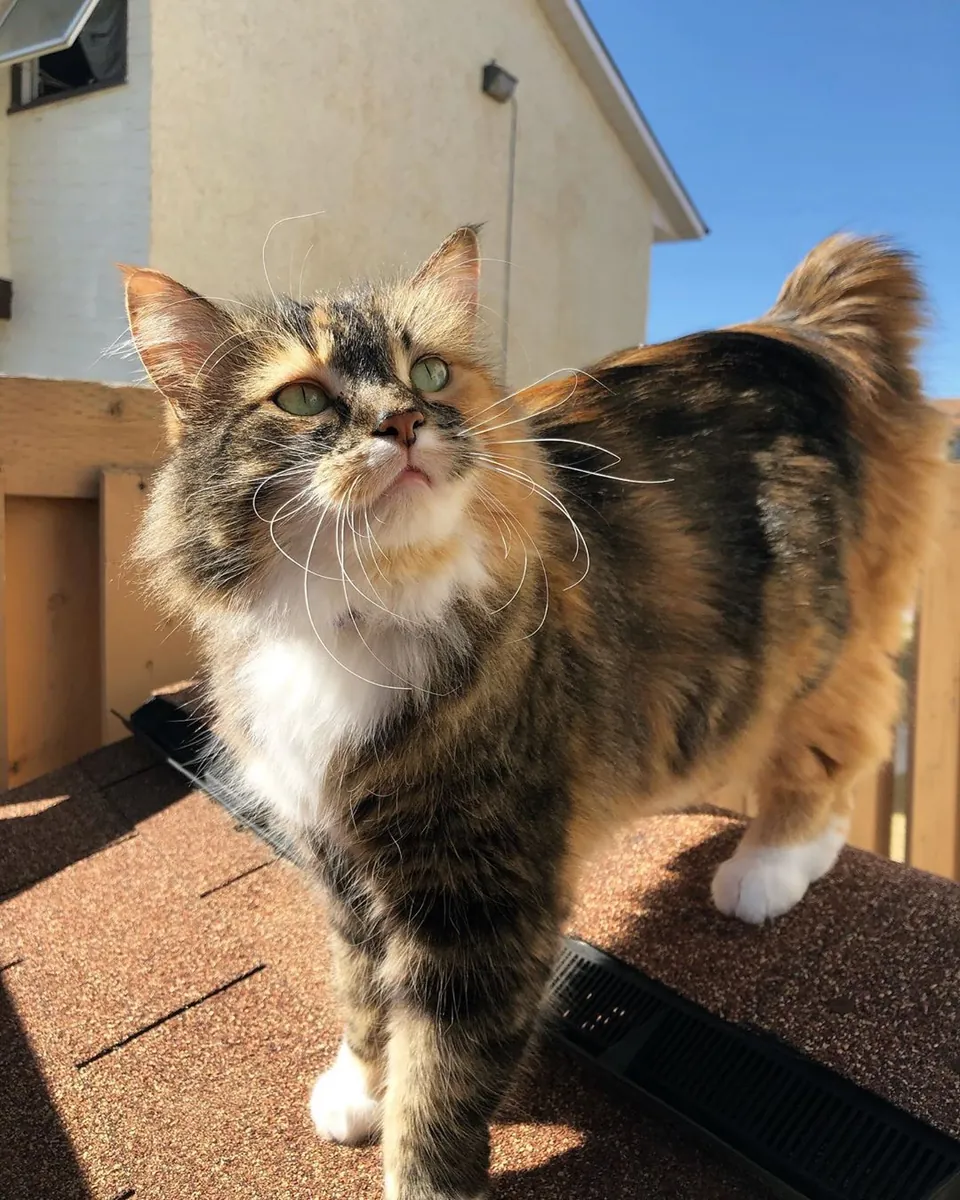 库里尔短尾猫领养 | 活泼聪明的猫