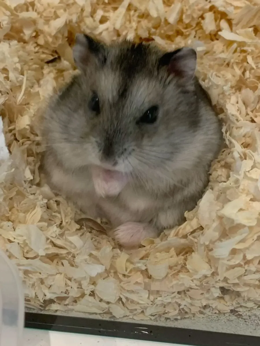 Chinese Hamster for Adoption | Calm and Easy to Care