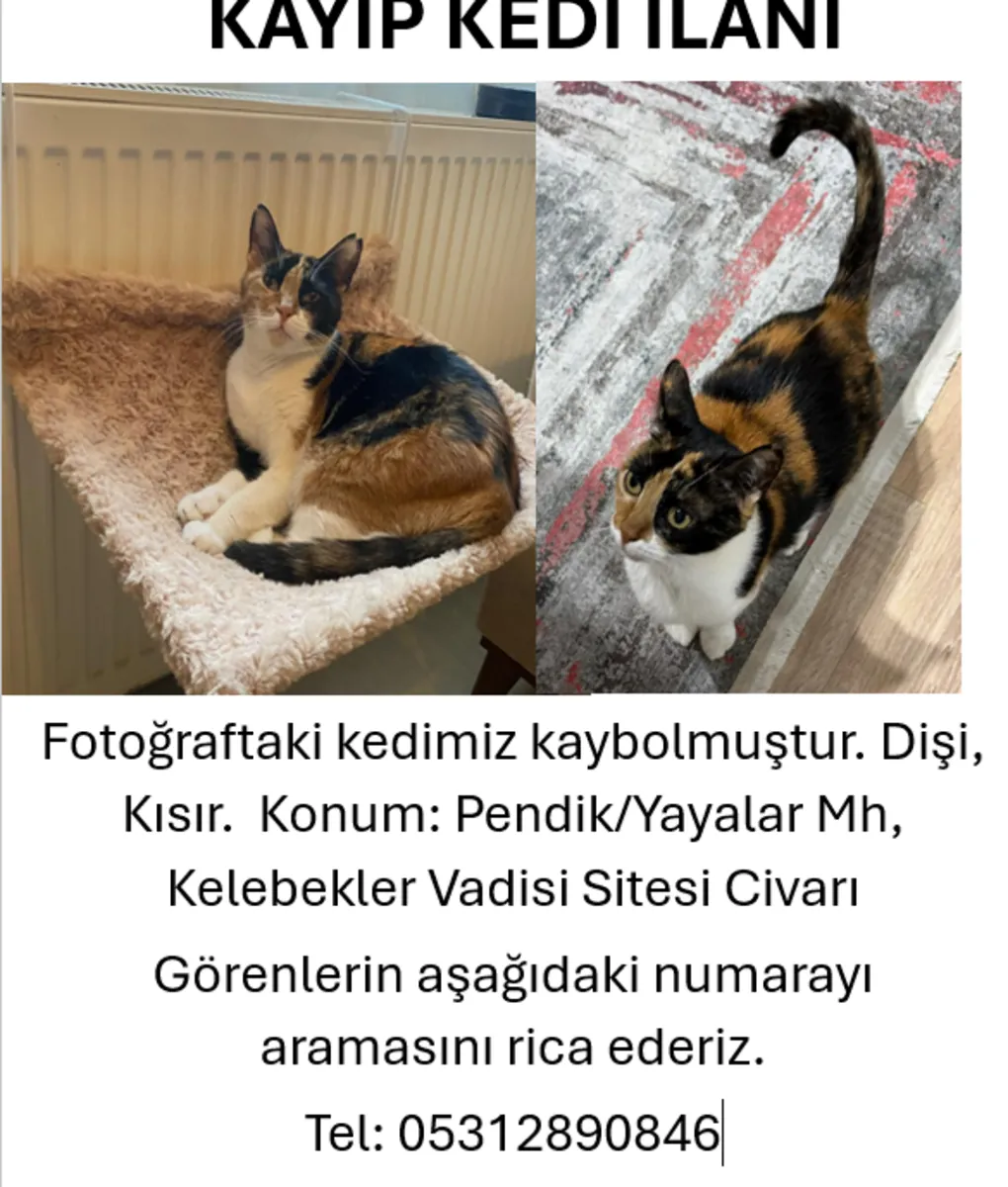 Gato perdido - Peatones de Pendik