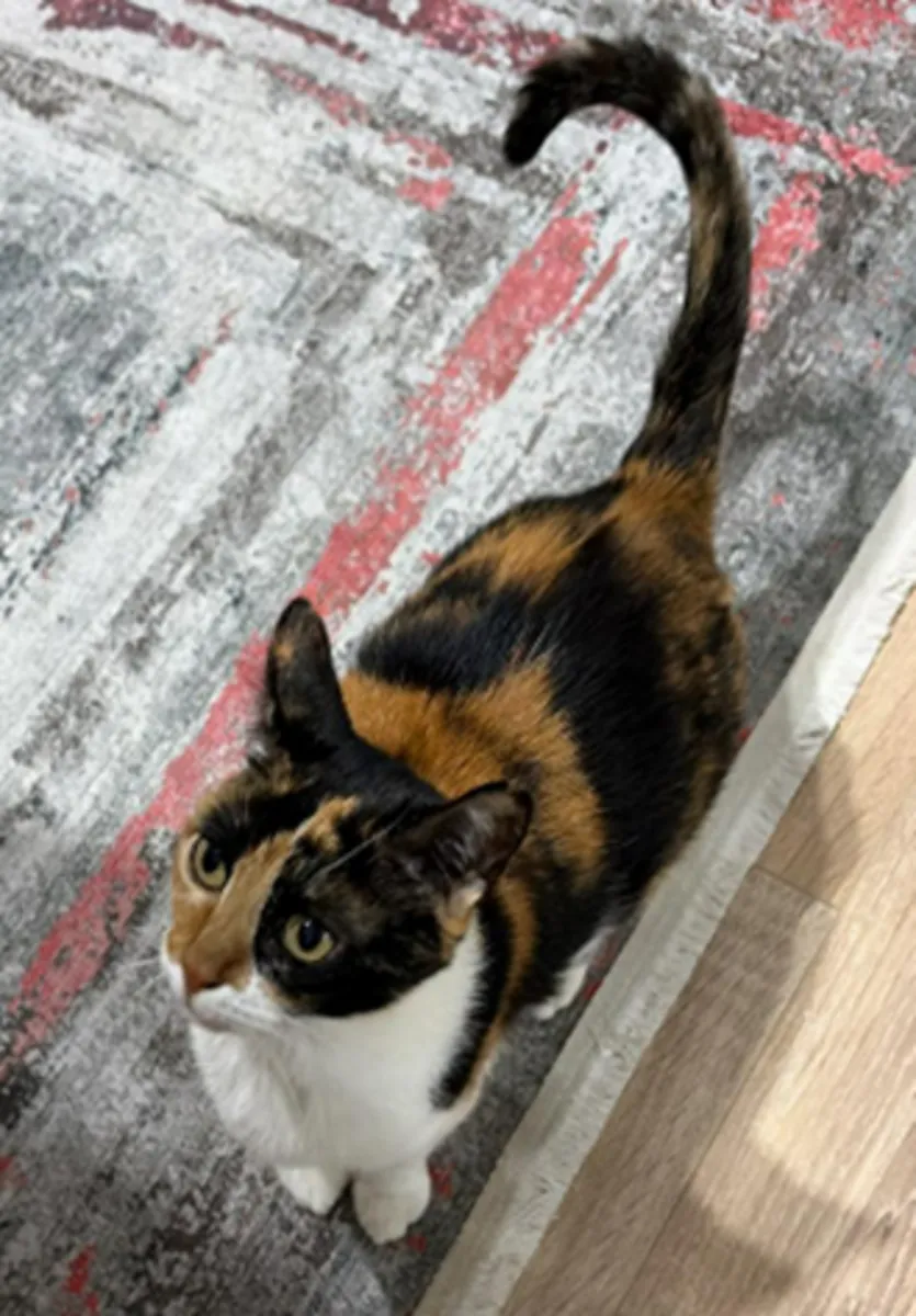 Gato perdido - Peatones de Pendik