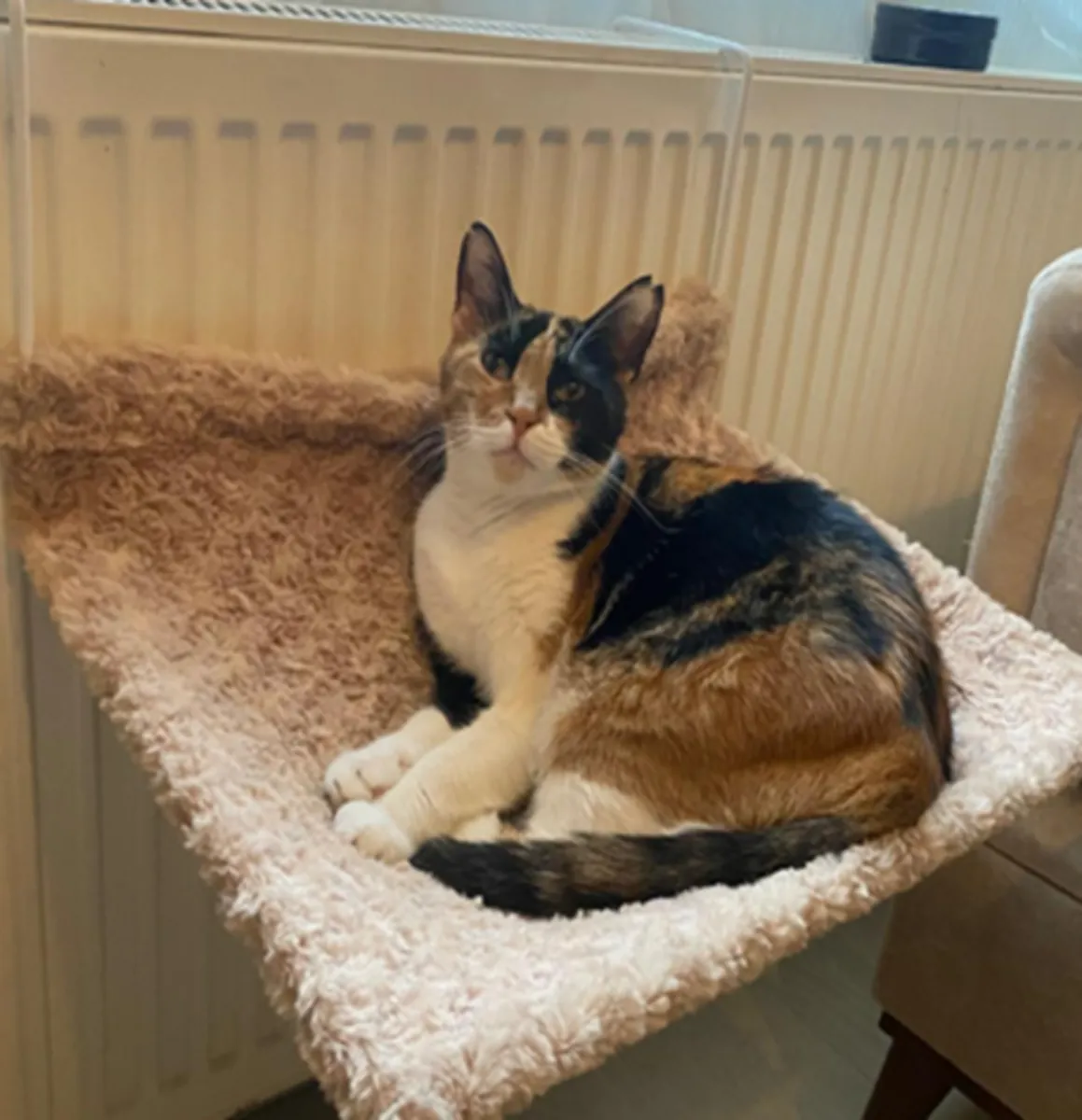 Gato perdido - Peatones de Pendik