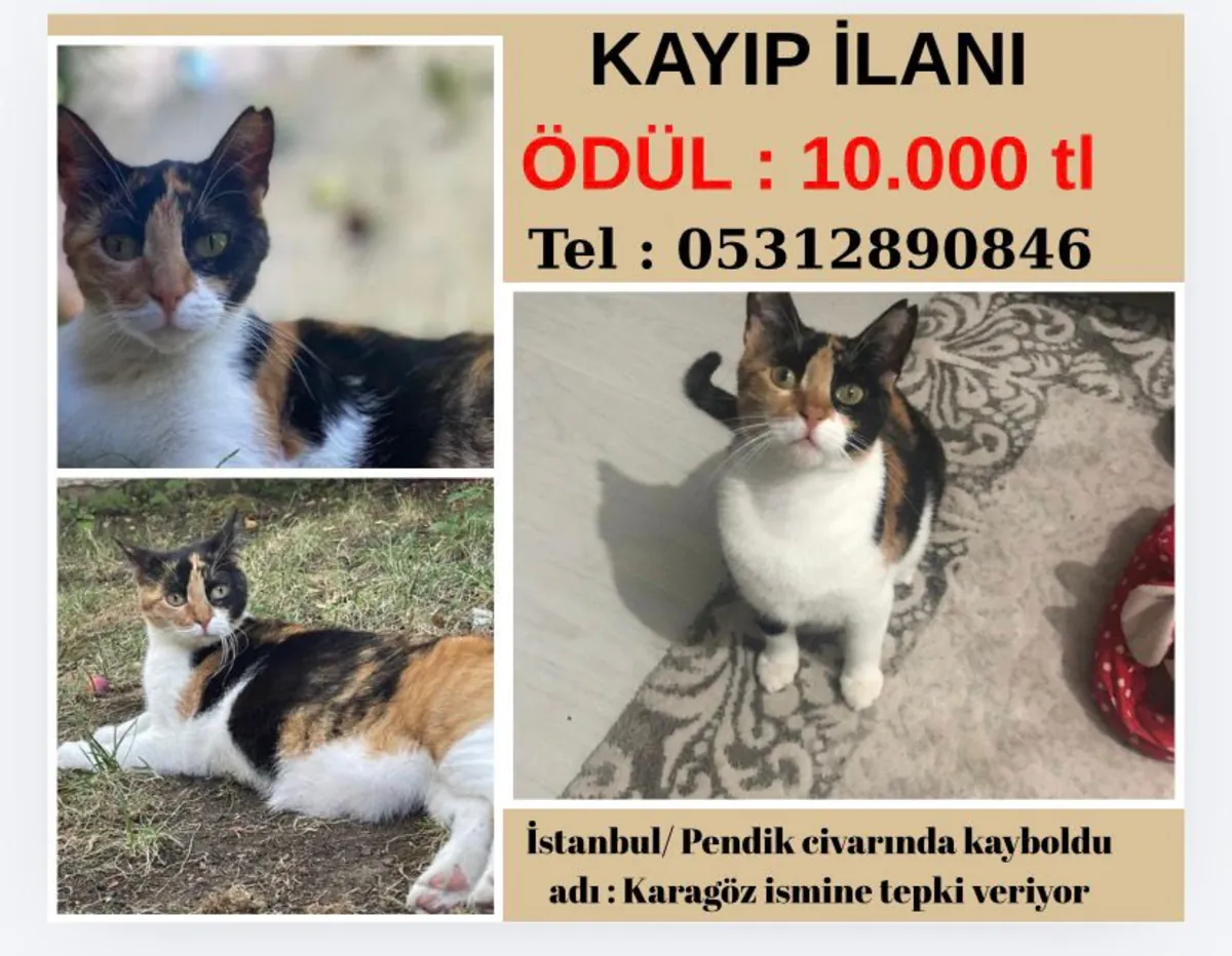 Chat perdu - Lauréat du prix Pendik
