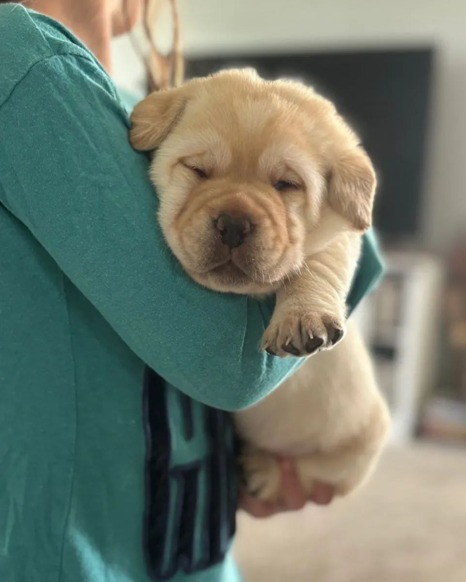 la linda Ella lista para adopción